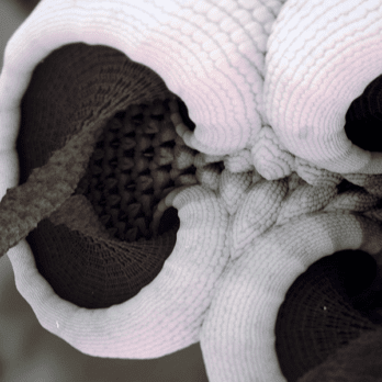 white mushrooms fractal art