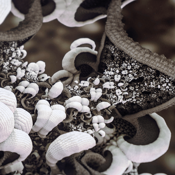 white mushrooms fractal art