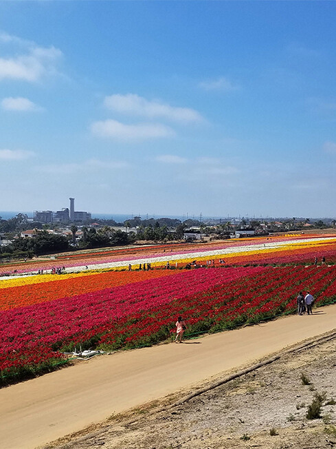 flower fields of carlsbad california