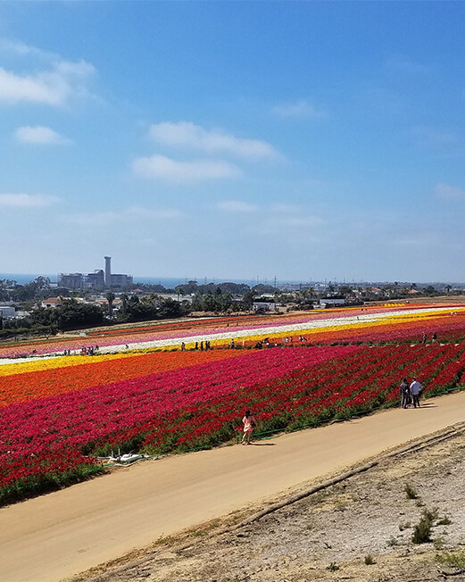 flower fields of carlsbad california