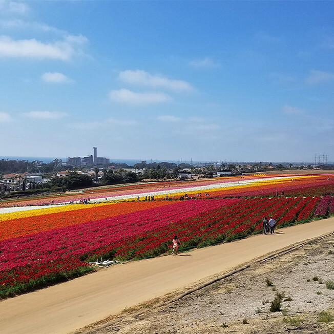flower fields of carlsbad california
